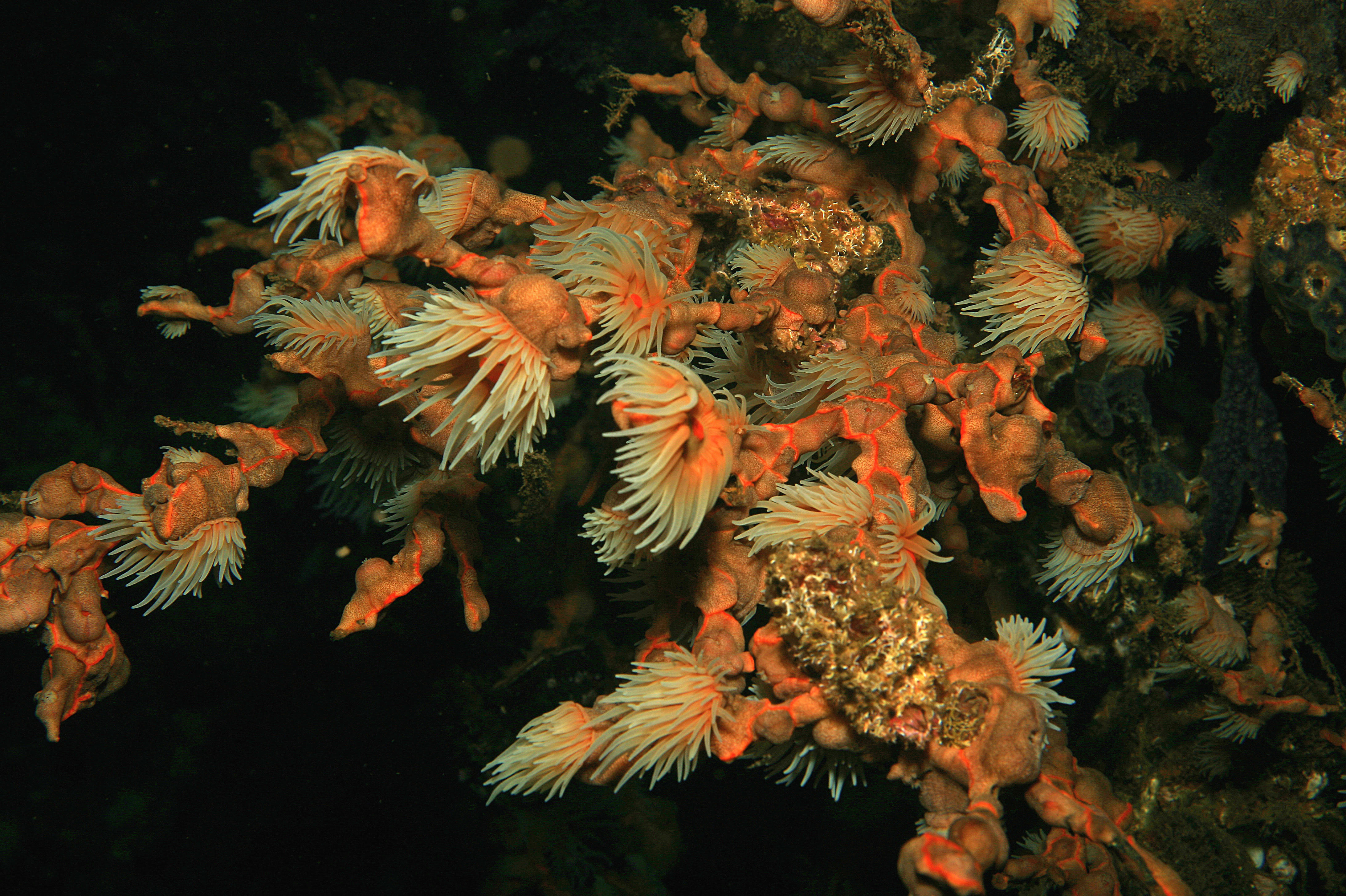 Coral polyps feed in the plankton-rich waters by Santa Catalina, Panama. A new study of coral reefs off the Pacific coast of Panama shows that dead coral reefs may be able to recover from rising ocean temperatures and other environmental disasters. (Image credit: Flickr)