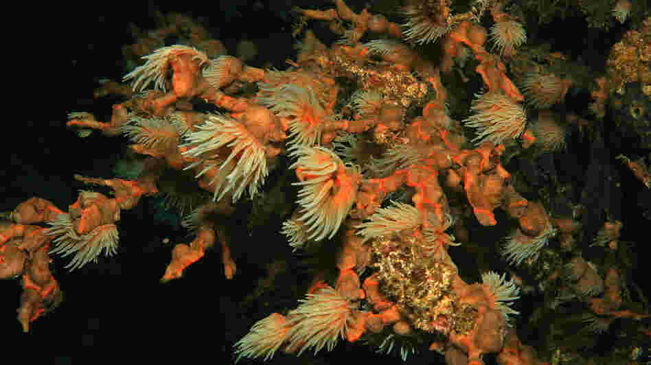 Coral polyps feed in the plankton-rich waters by Santa Catalina, Panama. A new study of coral reefs off the Pacific coast of Panama shows that dead coral reefs may be able to recover from rising ocean temperatures and other environmental disasters.