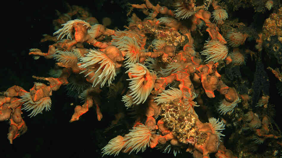 Coral polyps feed in the plankton-rich waters by Santa Catalina, Panama. A new study of coral reefs off the Pacific coast of Panama shows that dead coral reefs may be able to recover from rising ocean temperatures and other environmental disasters.