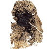 A lung from a coal miner with advanced coal workers' pneumoconiosis, or black lung.