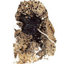 A lung from a coal miner with advanced coal workers' pneumoconiosis, or black lung. A lung from a coal miner with advanced coal workers' pneumoconiosis, or black lung.