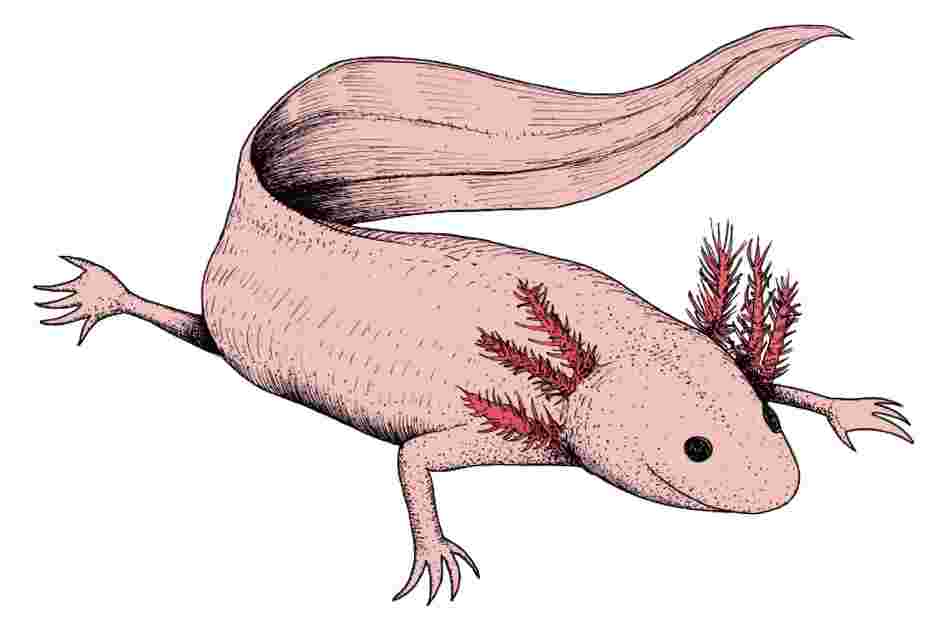 The Axolotl