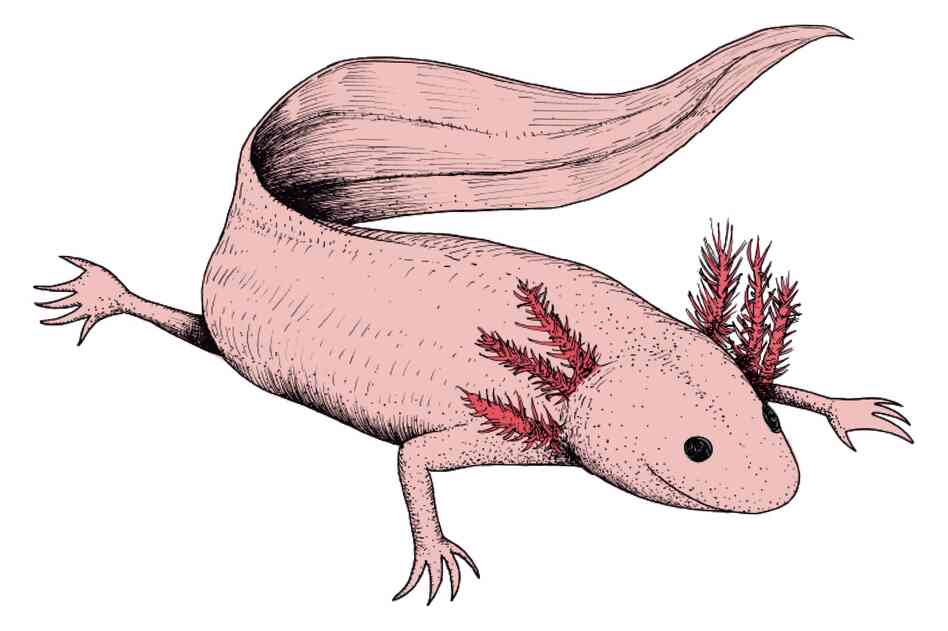 The Axolotl