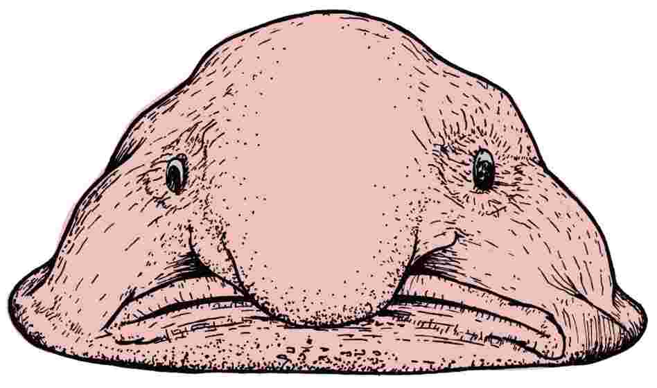 The Blobfish