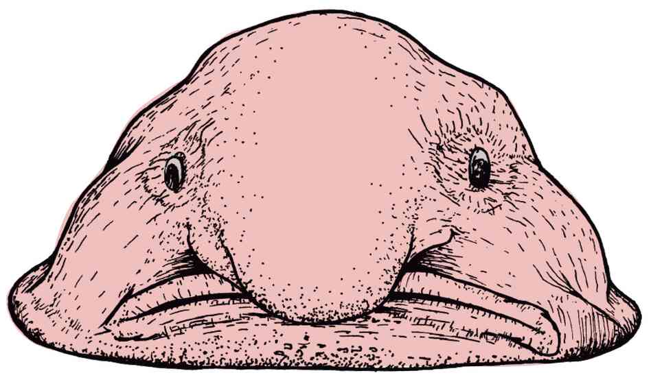 The Blobfish