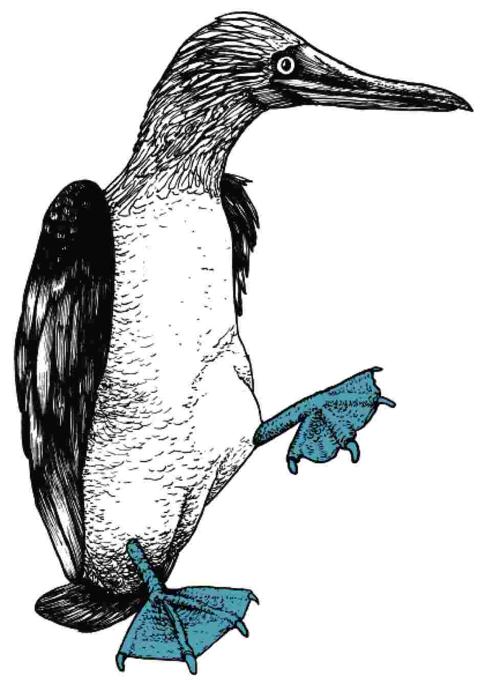 The Blue-Footed Booby