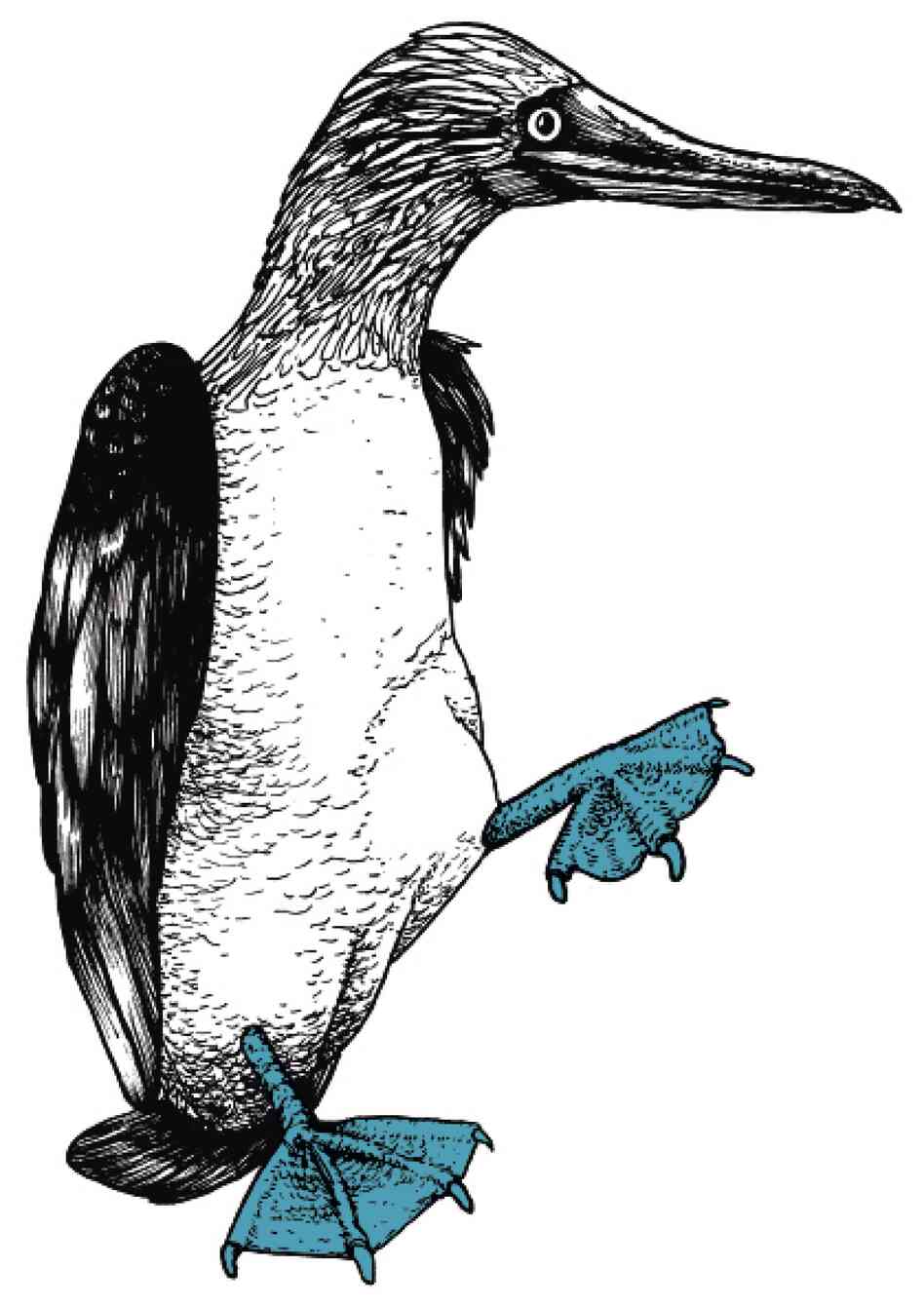 The Blue-Footed Booby