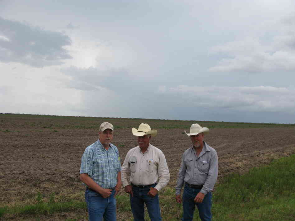 For the first time in their farm's history, brothers G.W. (from left), Derril and Wesley Franzen can't plant rice on their land because the drought forced Texas to cut off their agriculture water.