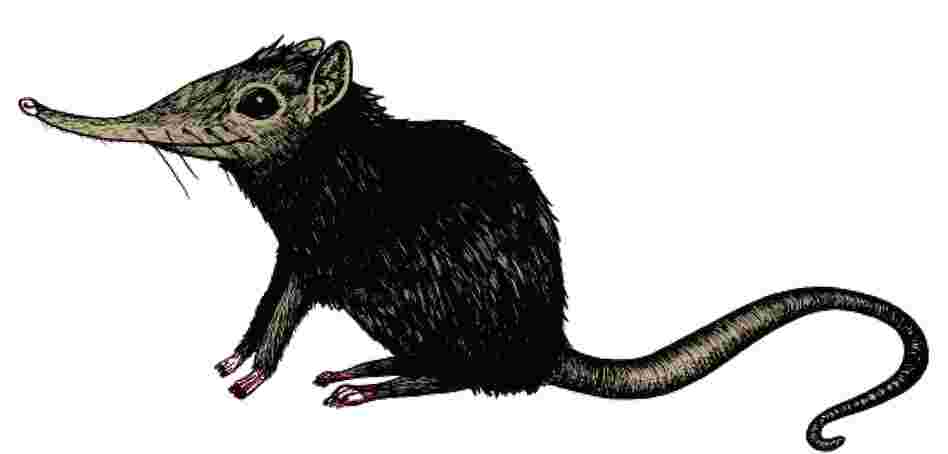 The Elephant Shrew