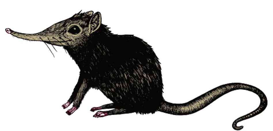 The Elephant Shrew