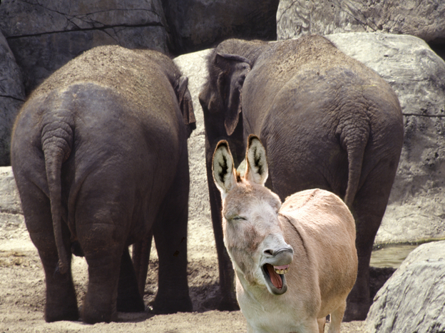 Even in zoos, donkeys and elephants turn their backs on their parties.