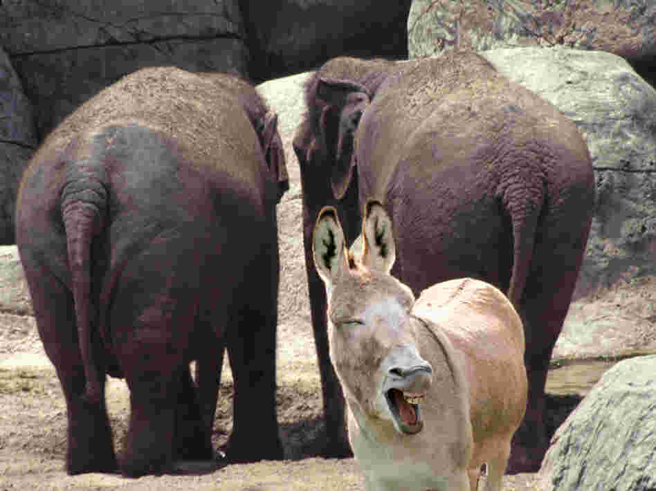 Even in zoos, donkeys and elephants turn their backs on their parties.