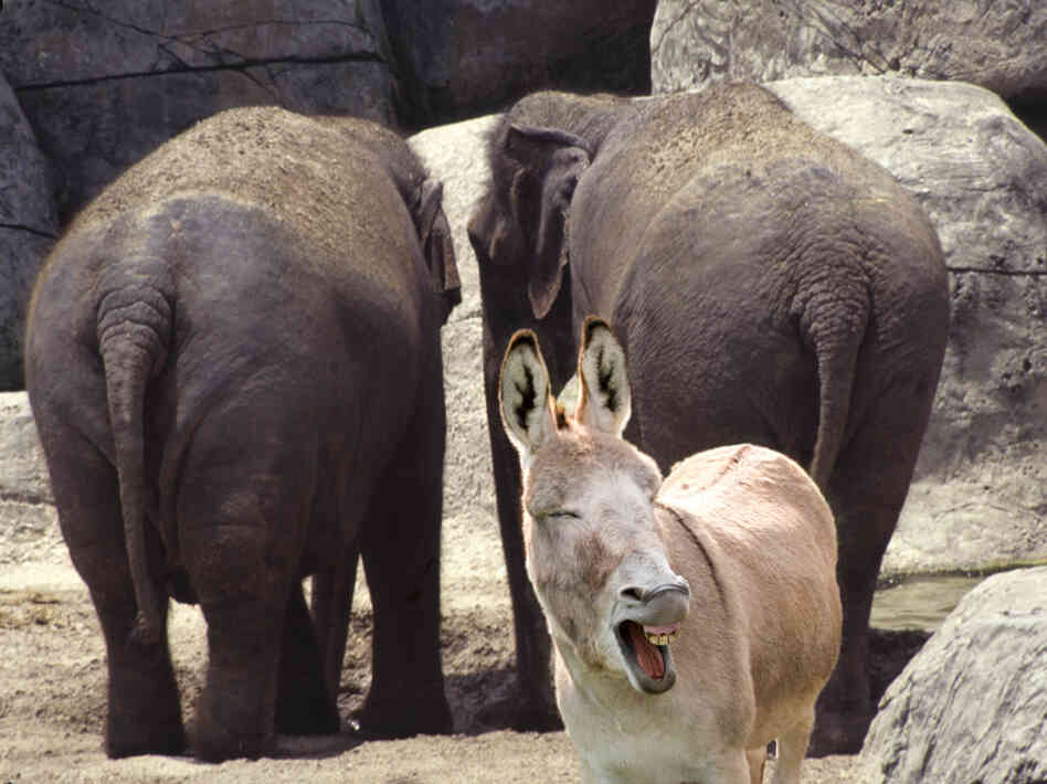 Even in zoos, donkeys and elephants turn their backs on their parties.