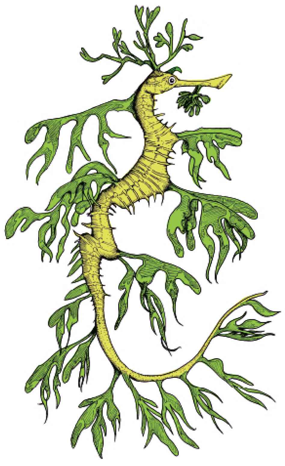 The Leafy Seadragon
