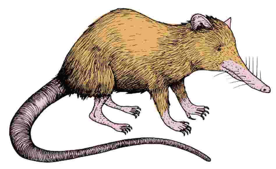 The Solenodon