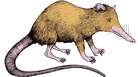Illustrator Jelmer Noordeman's rendering of a real-life creature: the venomous, nocturnal solenodon. Illustrator Jelmer Noordeman's rendering of a real-life creature: the venomous, nocturnal solenodon.