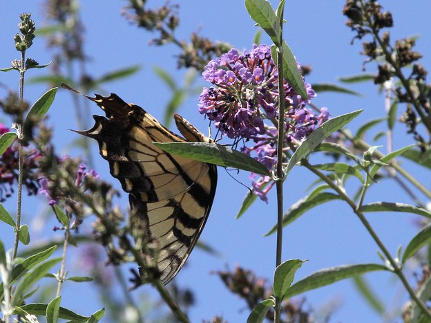 This tiger swallowtail butterfly is a pollinator that could benefit from a little more green space.