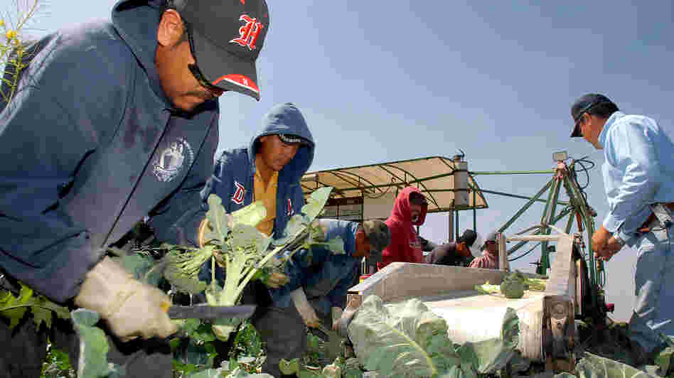 Agriculture is a key job sector in Yuma, Ariz., where the seasonal workforce and migrant labor tend to boost the unemployment rate. Agriculture is a key job sector in Yuma, Ariz., where the seasonal workforce and migrant labor tend to boost the unemployment rate.