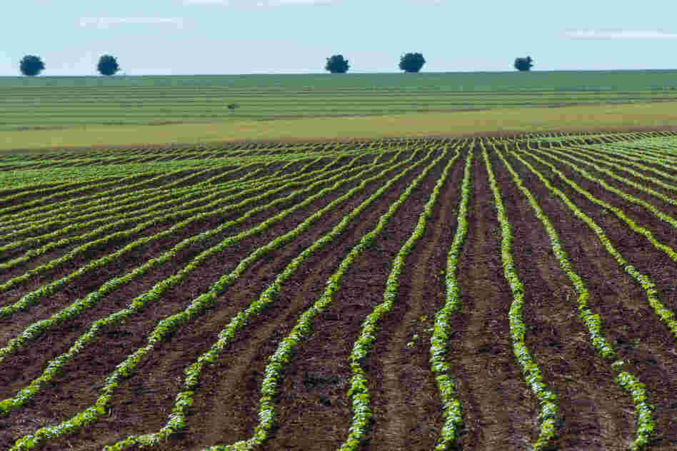 According to Blackwell, environmental problems aren't always caused by the presence of something toxic. They can also be caused by the absence of something. Take, for example, Brazil, where intense soybean agriculture has been inching its way into the Amazon, posing a threat to forested regions.