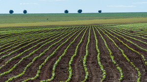 According to Blackwell, environmental problems aren't always caused by the presence of something toxic. They can also be caused by the absence of something. Take, for example, Brazil, where intense soybean agriculture has been inching its way into the Amazon, posing a threat to forested regions.