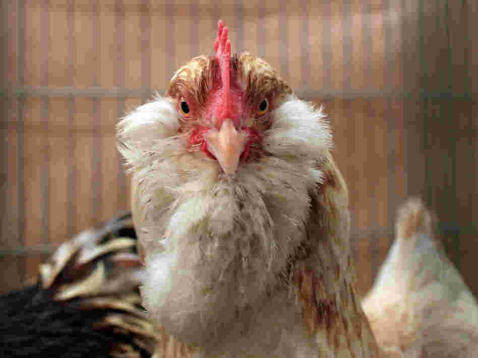 Egg producers and the Humane Society agree on a bill to require larger chicken cages, but the pork and beef industries fear they're next and are fighting it.