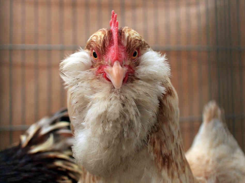 Egg producers and the Humane Society agree on a bill to require larger chicken cages, but the pork and beef industries fear they're next and are fighting it.