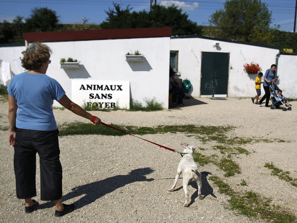 A volunteer takes an abandoned dog for a walk at the Animals Without Home shelter in 2010.