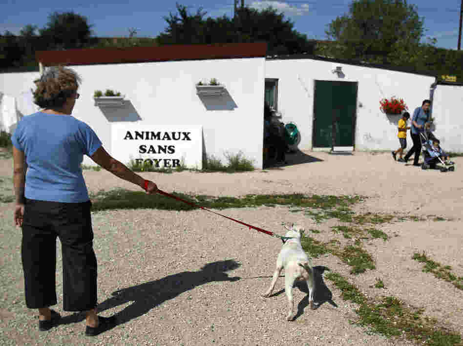A volunteer takes an abandoned dog for a walk at the Animals Without Home shelter in 2010.