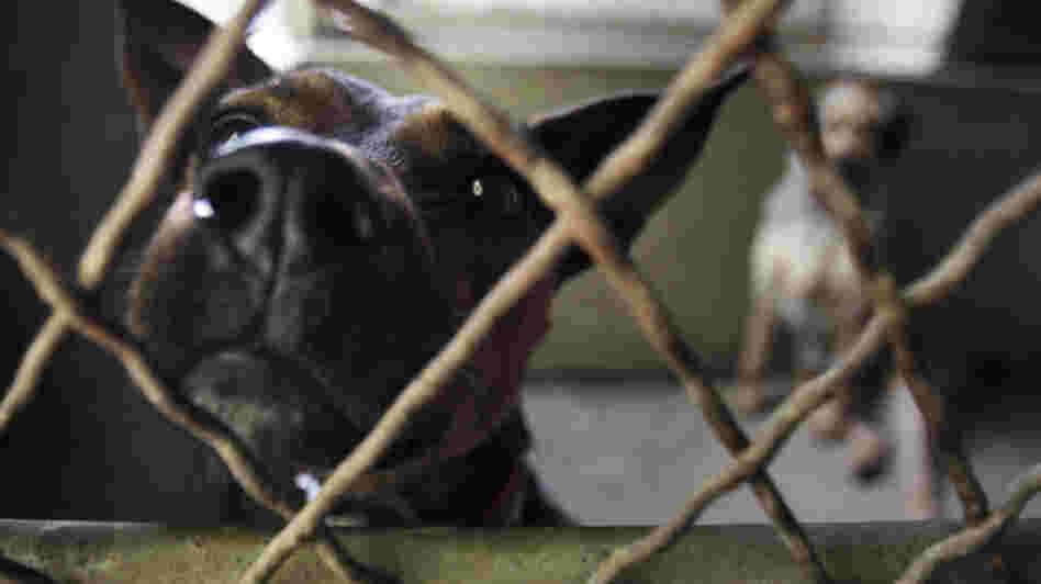 Dogs wait to be adopted at the Animals Without Home shelter south of Paris in Montgeron, France, in August 2010. France is among the European countries with the highest number of abandoned pets during the summer months, when people take long vacations. Dogs wait to be adopted at the Animals Without Home shelter south of Paris in Montgeron, France, in August 2010. France is among the European countries with the highest number of abandoned pets during the summer months, when people take long vacations.
