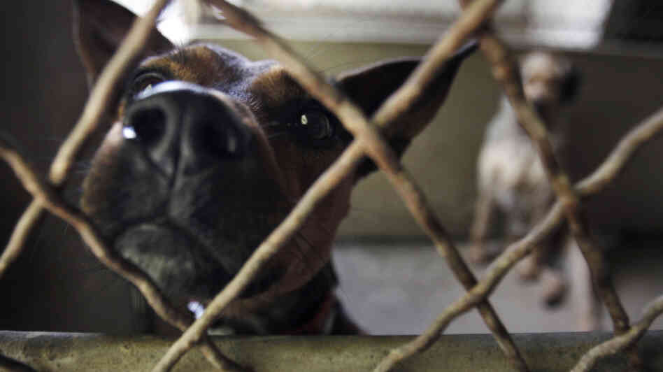 Dogs wait to be adopted at the Animals Without Home shelter south of Paris in Montgeron, France, in August 2010. France is among the European countries with the highest number of abandoned pets during the summer months, when people take long vacations. Dogs wait to be adopted at the Animals Without Home shelter south of Paris in Montgeron, France, in August 2010. France is among the European countries with the highest number of abandoned pets during the summer months, when people take long vacations.