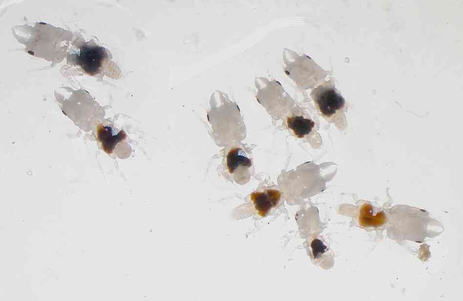 Male gnathiids.