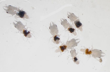 Male gnathiids. Male gnathiids.