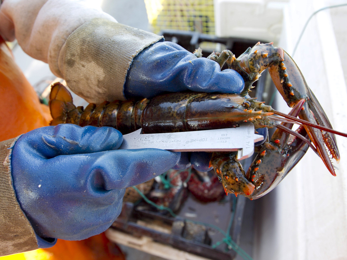 A lobster on a boat off Mount Desert, Maine, is measured to see if it is a legal size. There has been a glut of lobster this season, driving down prices.