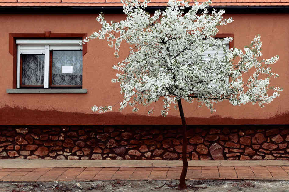 From Palindromo Meszaros' "The Line"
