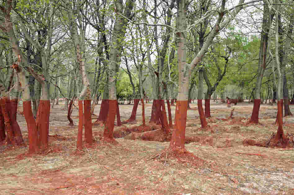 An image from Palindromo Meszaros' series "The Line."