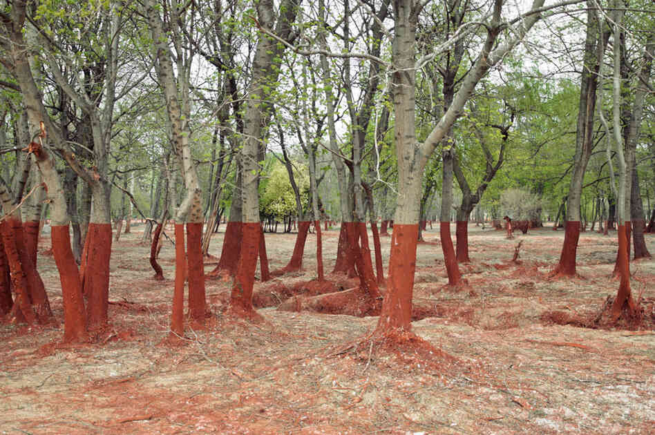 An image from Palindromo Meszaros' series "The Line."