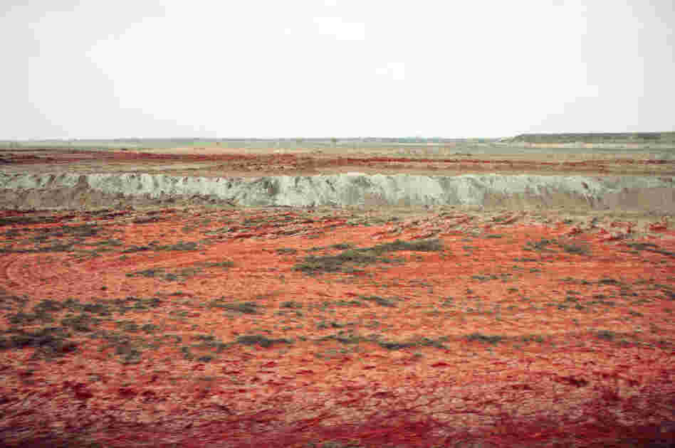From Palindromo Meszaros' "The Line"