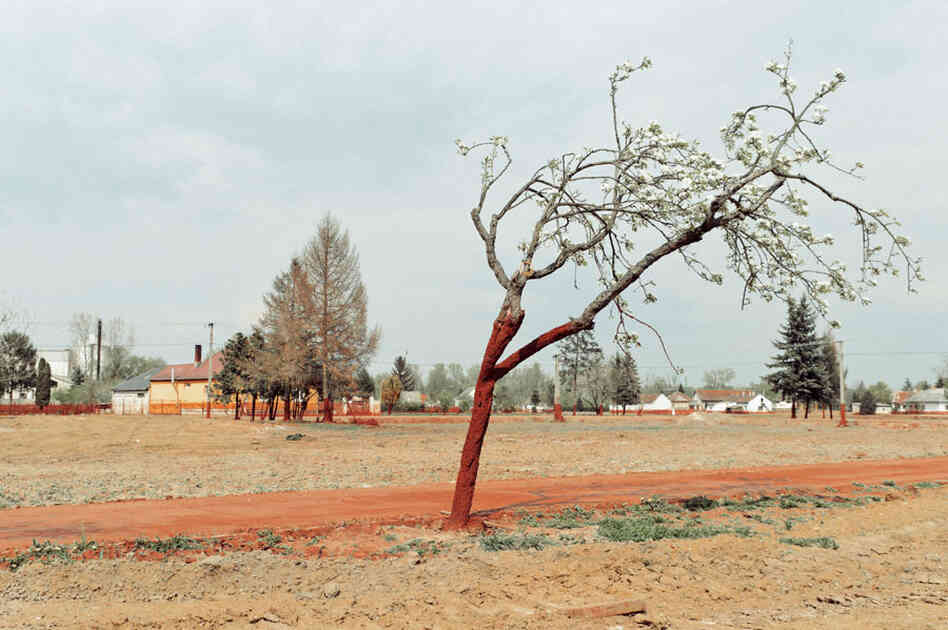 From Palindromo Meszaros' "The Line"
