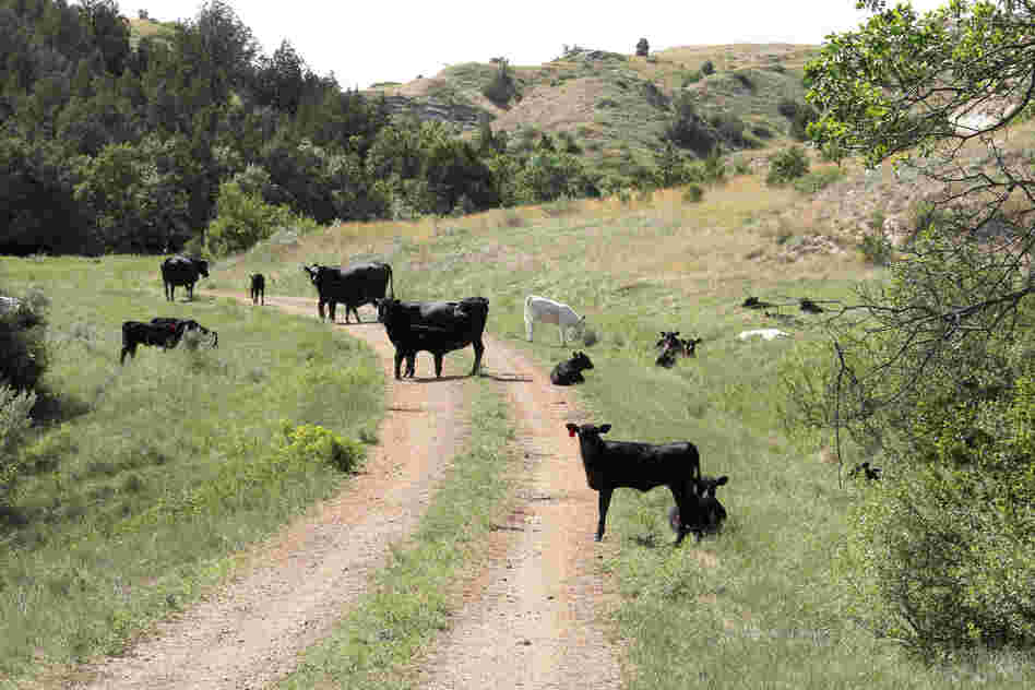 Cattle graze on the dirt road that leads into Theodore Roosevelt National Park.
