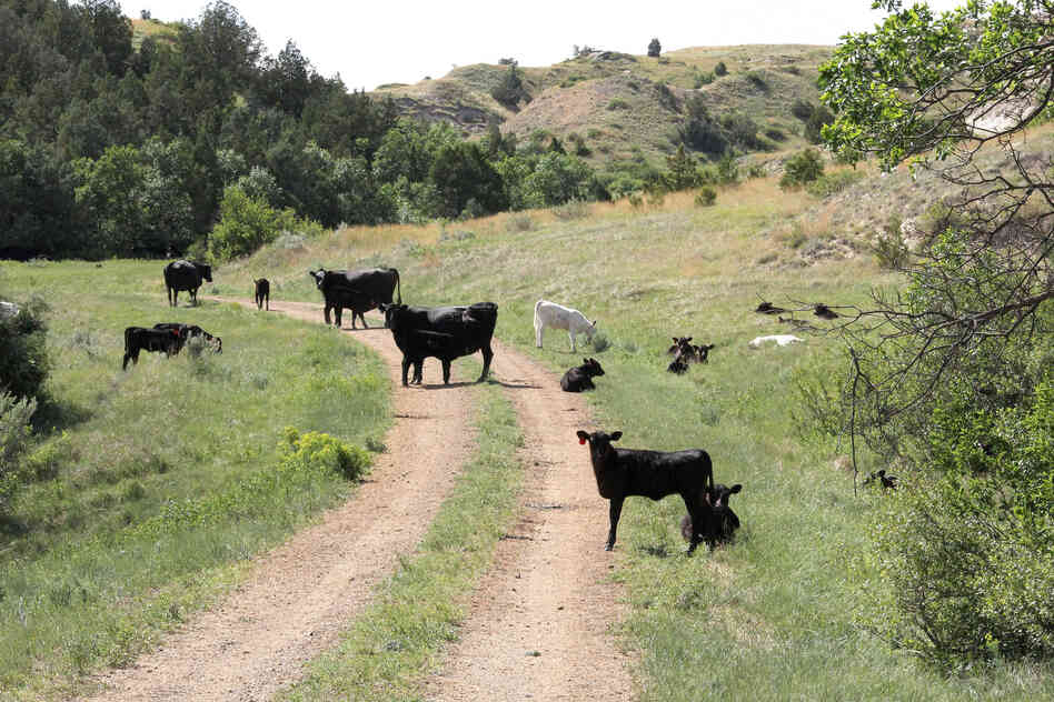 Cattle graze on the dirt road that leads into Theodore Roosevelt National Park.