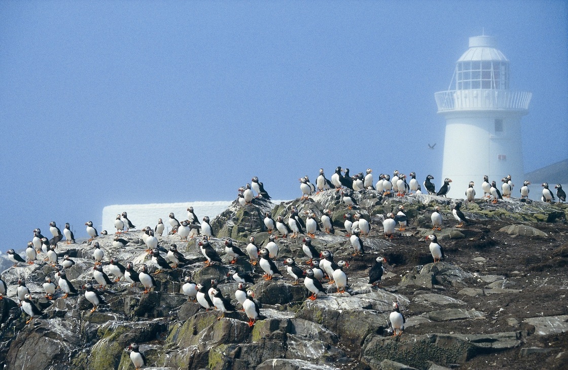 Puffins on Farne Islands where many puffin burrows have drowned.