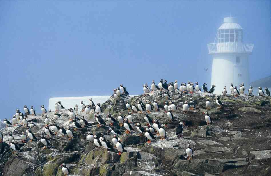 Puffins on Farne Islands where many puffin burrows have drowned.
