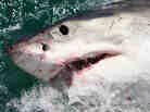 A Great White off the coast of South Africa in 2009.