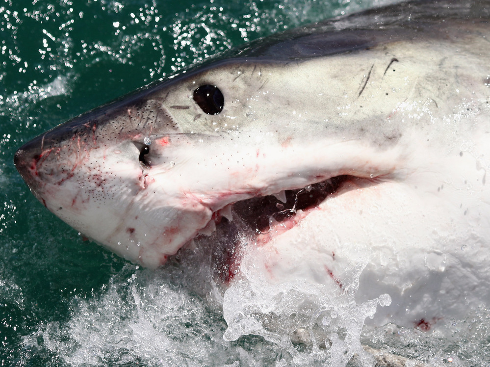 A Great White off the coast of South Africa in 2009.