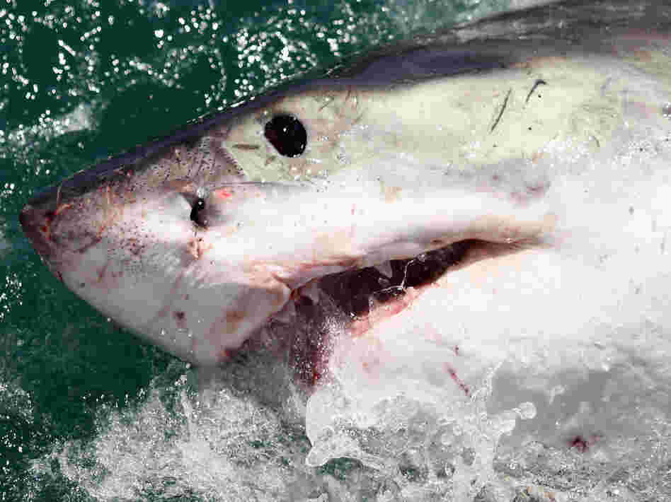 A Great White off the coast of South Africa in 2009.