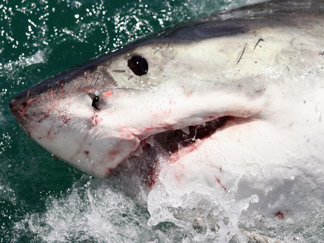 A Great White off the coast of South Africa in 2009. A Great White off the coast of South Africa in 2009.