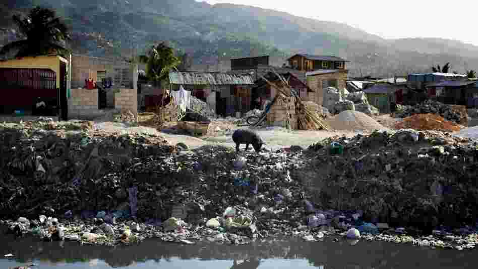 A lone pig roots through trash dumped over the side of a sewage canal that runs from the center of Port au Prince through Cite de Dieu. During the rainy season, the canal overflows its banks and fills nearby houses with sewage, which can carry cholera.