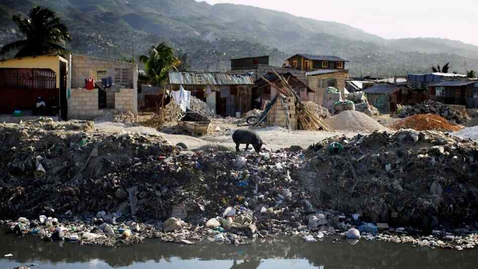 A lone pig roots through trash dumped over the side of a sewage canal that runs from the center of Port au Prince through Cite de Dieu. During the rainy season, the canal overflows its banks and fills nearby houses with sewage, which can carry cholera.