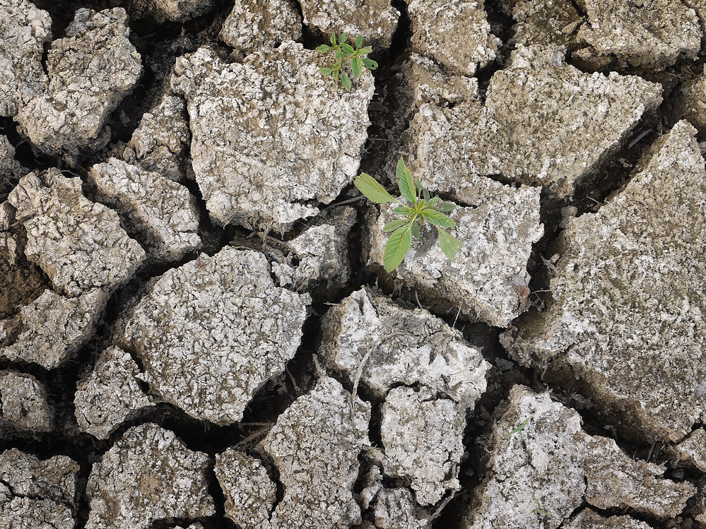 On Monday, a weed was growing through the dry earth at Marion Kujawa's pond, which he normally uses to water the cattle on his farm in Ashley, Ill.