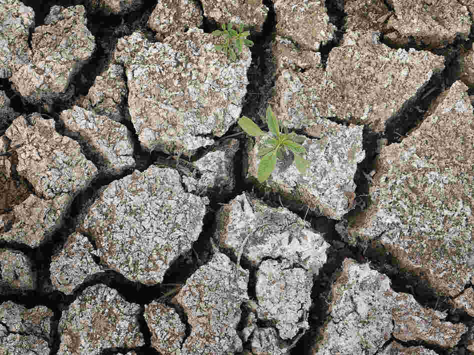 On Monday, a weed was growing through the dry earth at Marion Kujawa's pond, which he normally uses to water the cattle on his farm in Ashley, Ill.